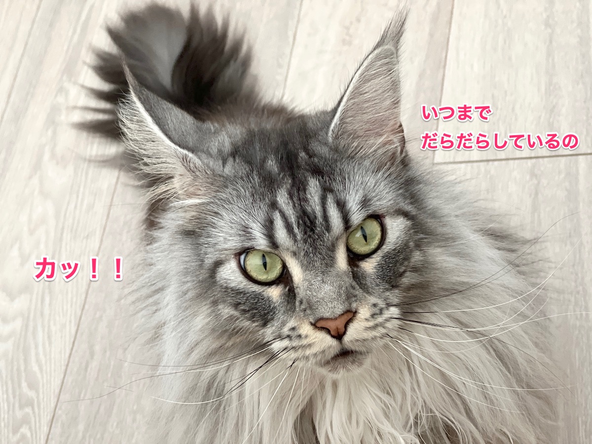 f:id:chikojirou:20220331211511j:plain