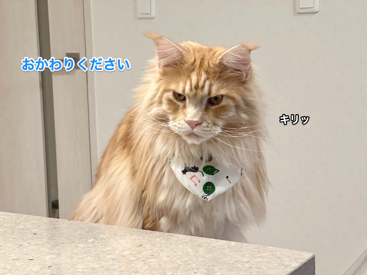 f:id:chikojirou:20220403212829j:plain