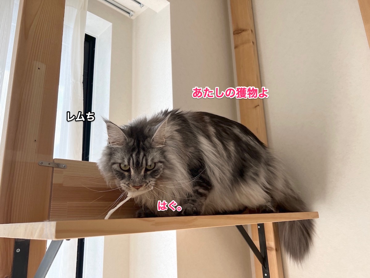 f:id:chikojirou:20220403212833j:plain