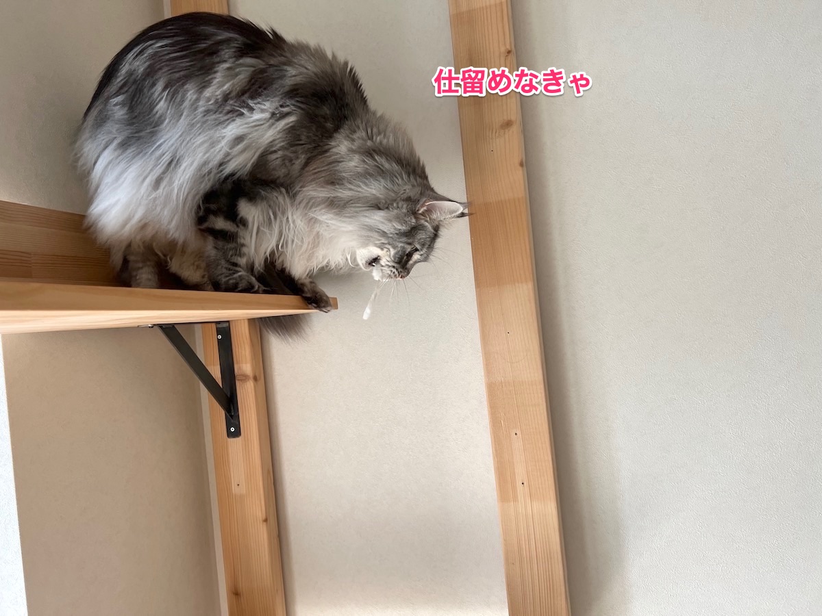 f:id:chikojirou:20220403212836j:plain
