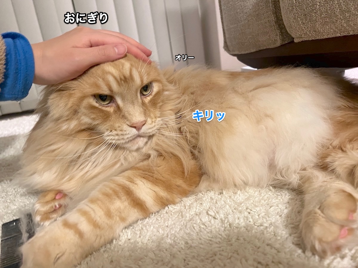 f:id:chikojirou:20220405214155j:plain