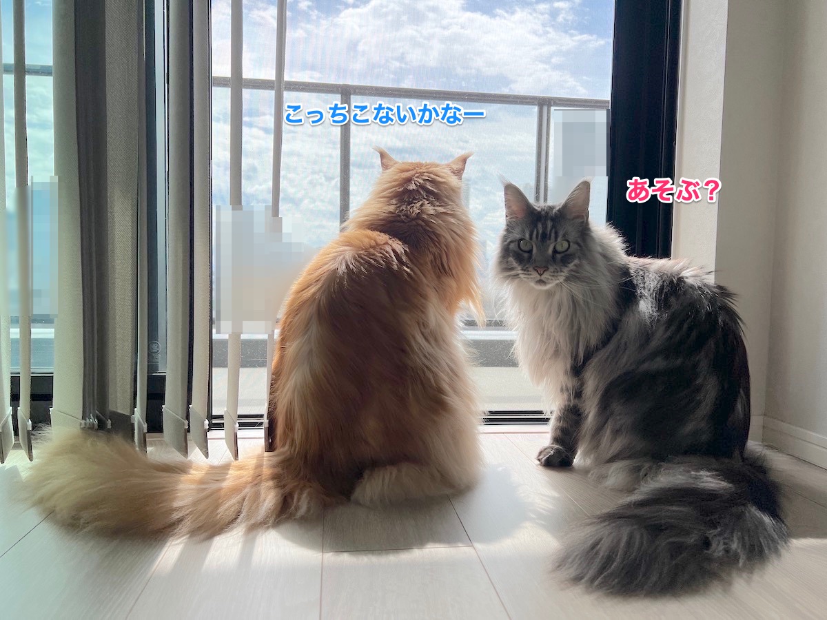 f:id:chikojirou:20220405214206j:plain