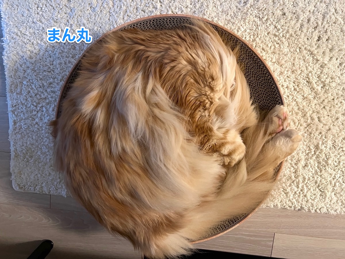 f:id:chikojirou:20220406205405j:plain
