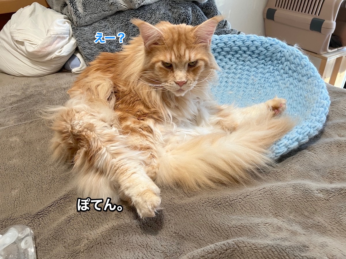 f:id:chikojirou:20220406205408j:plain
