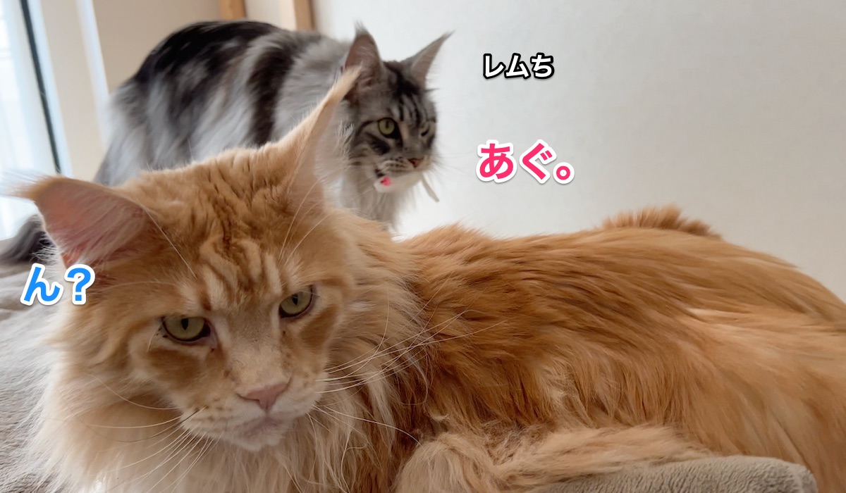 f:id:chikojirou:20220406205411j:plain
