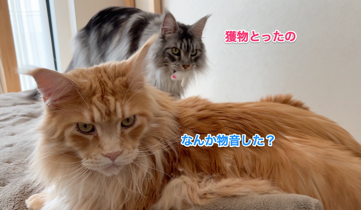 f:id:chikojirou:20220406205413j:plain