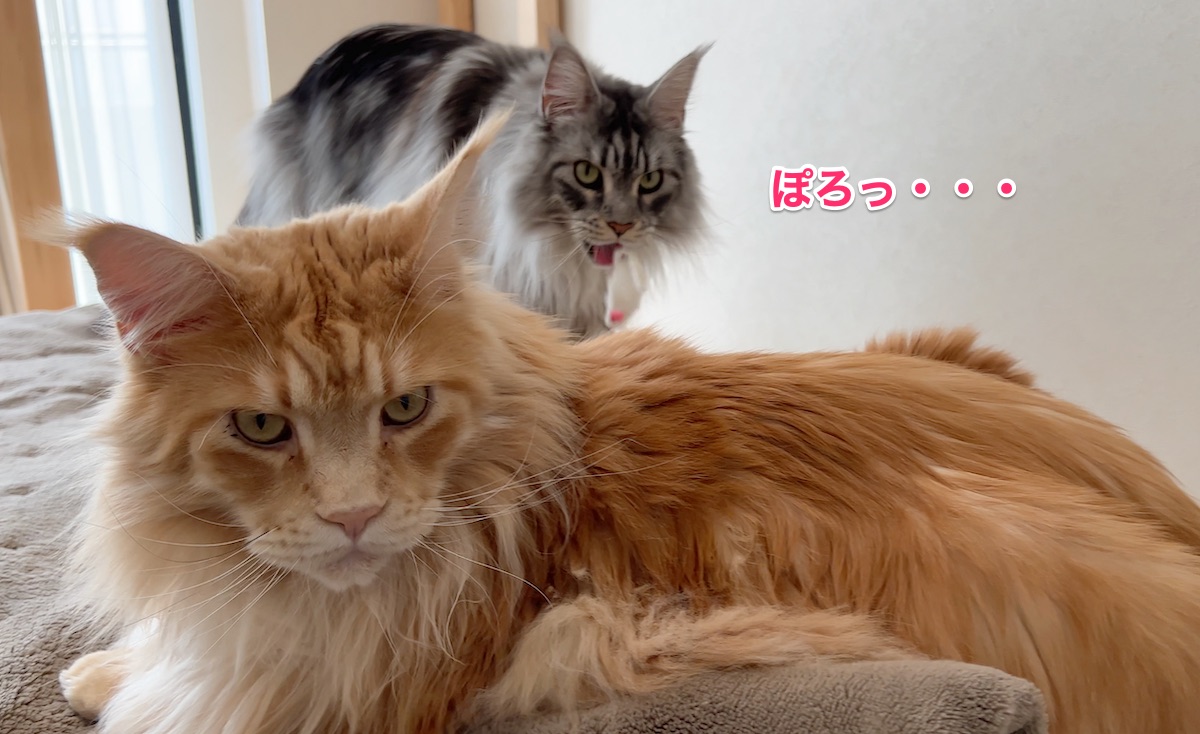 f:id:chikojirou:20220406205416j:plain