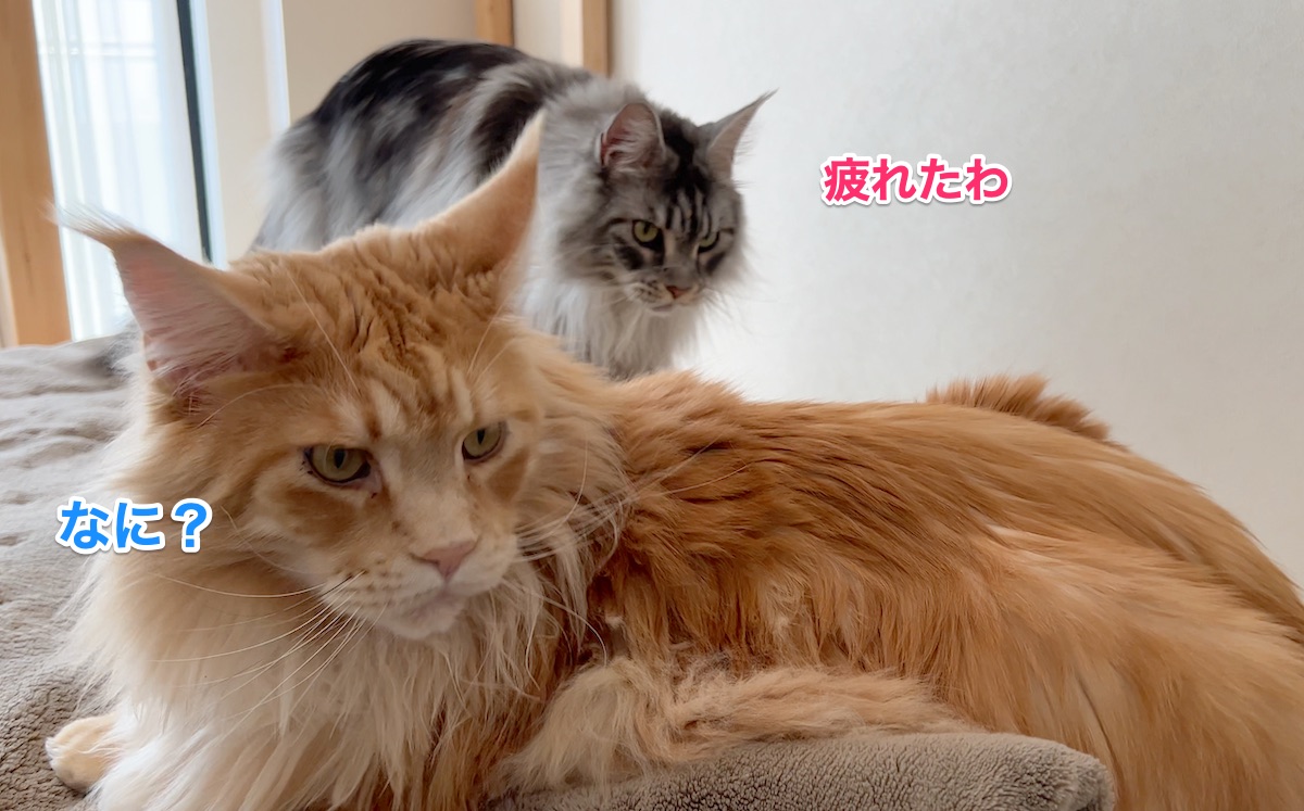 f:id:chikojirou:20220406205419j:plain
