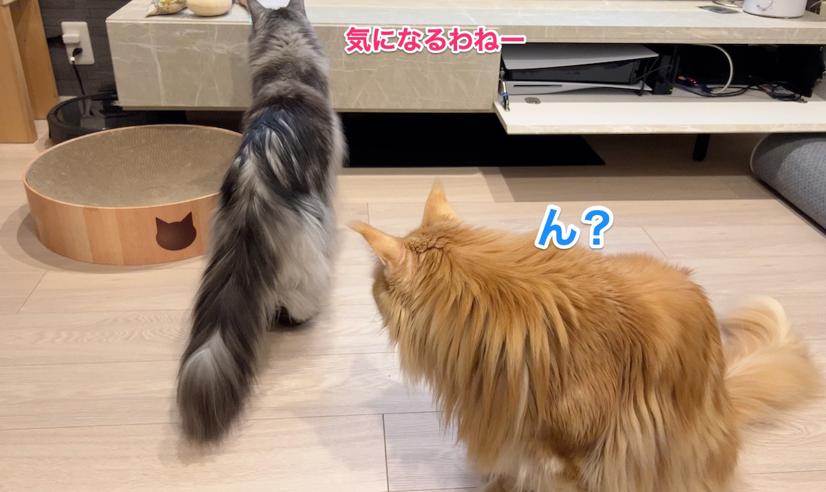 f:id:chikojirou:20220407224130j:plain