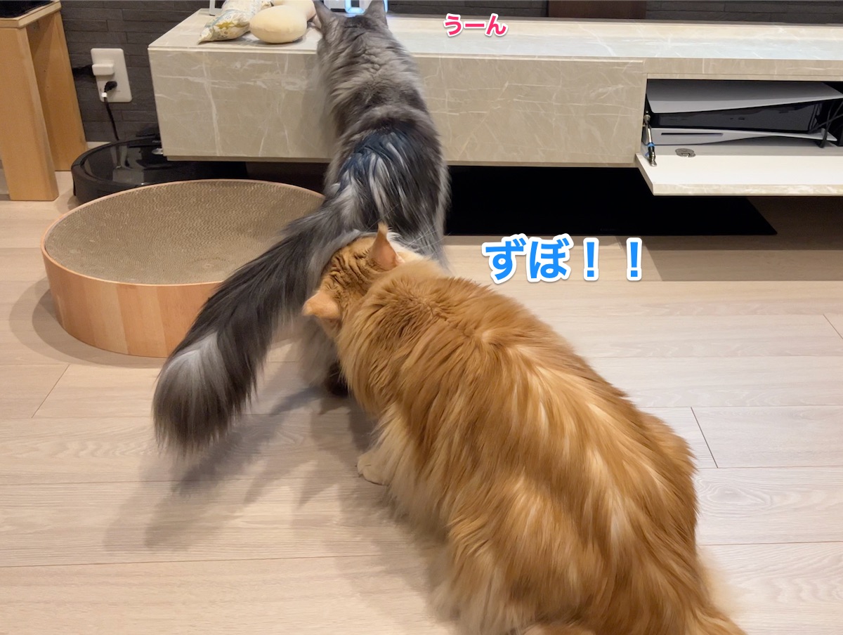 f:id:chikojirou:20220407224132j:plain
