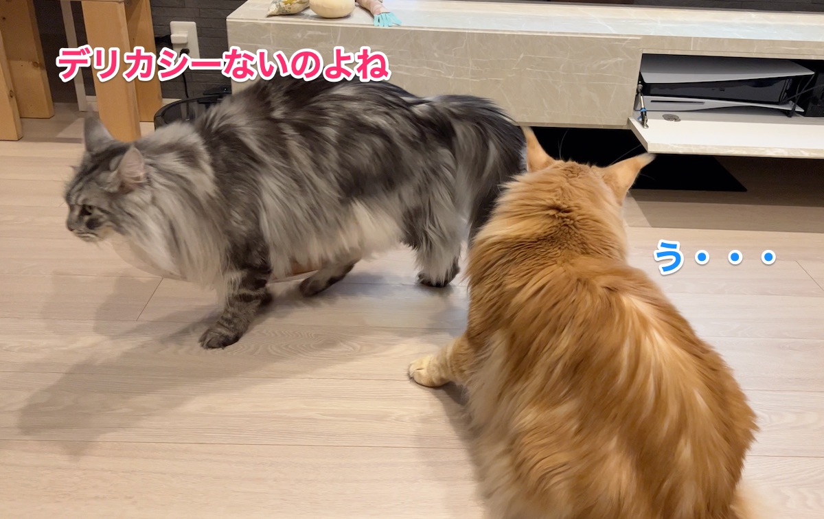 f:id:chikojirou:20220407224135j:plain