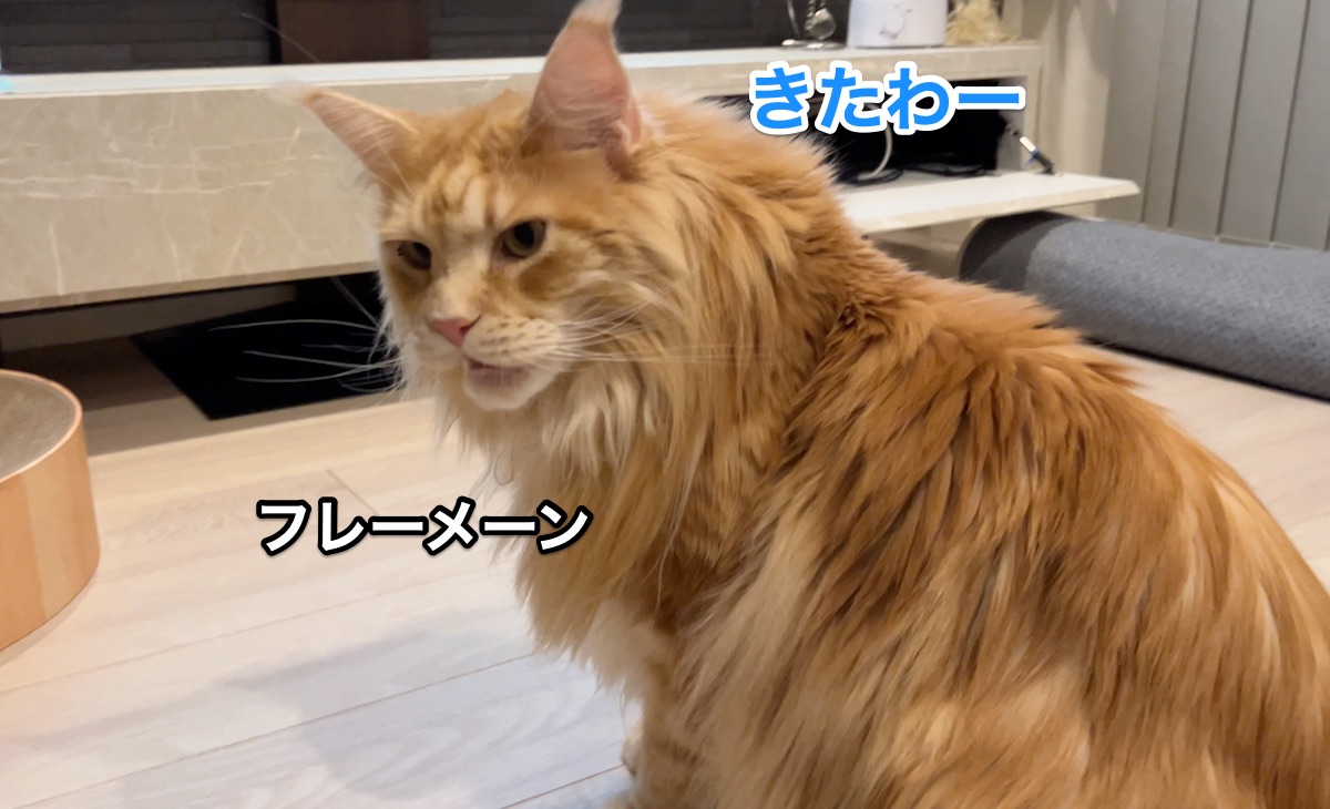 f:id:chikojirou:20220407224140j:plain