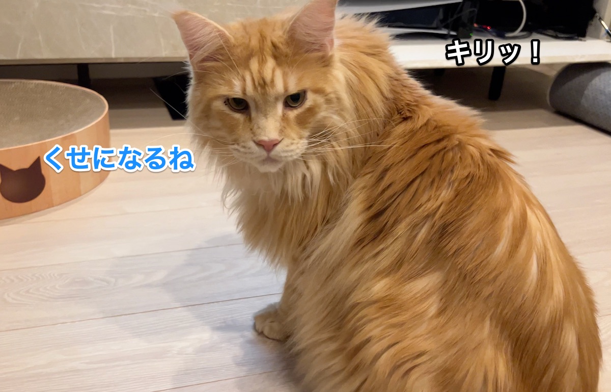f:id:chikojirou:20220407224145j:plain