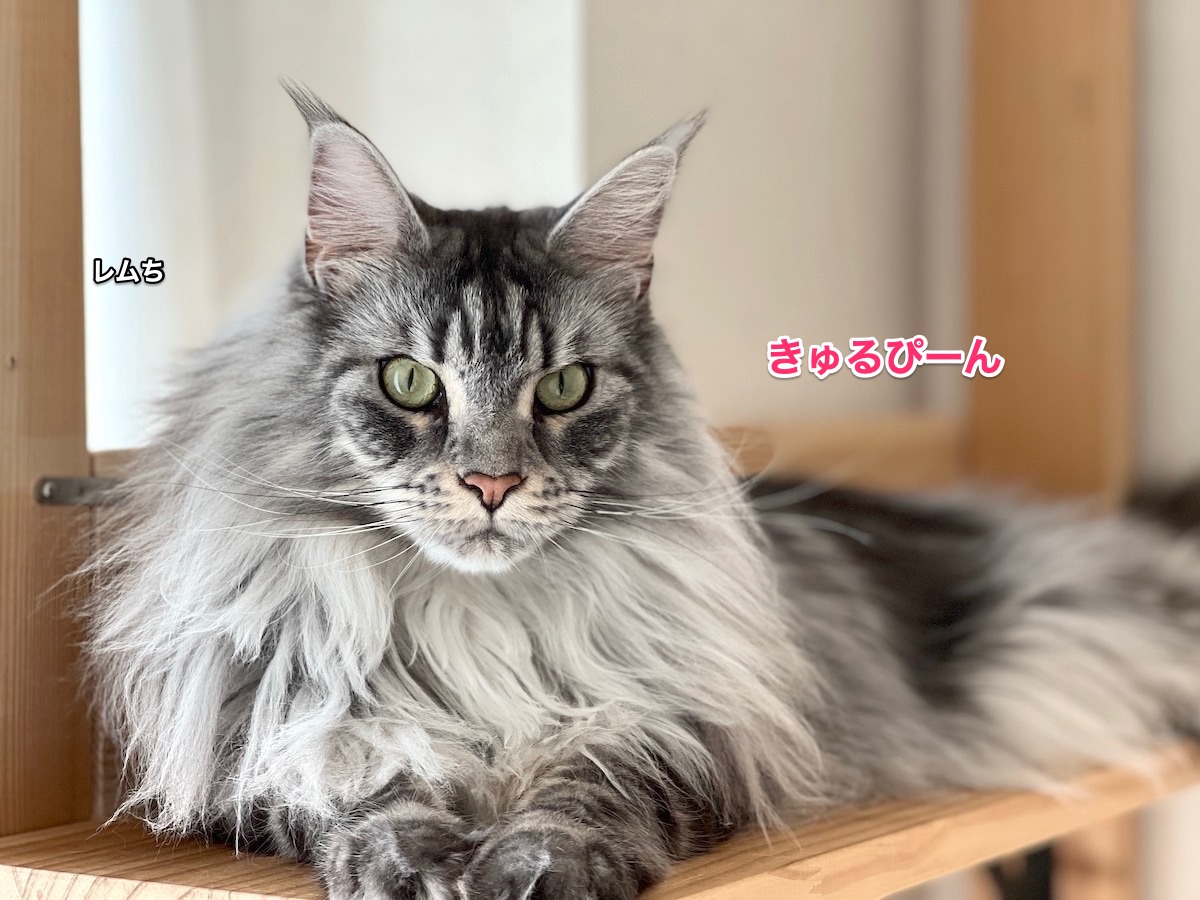 f:id:chikojirou:20220410220148j:plain