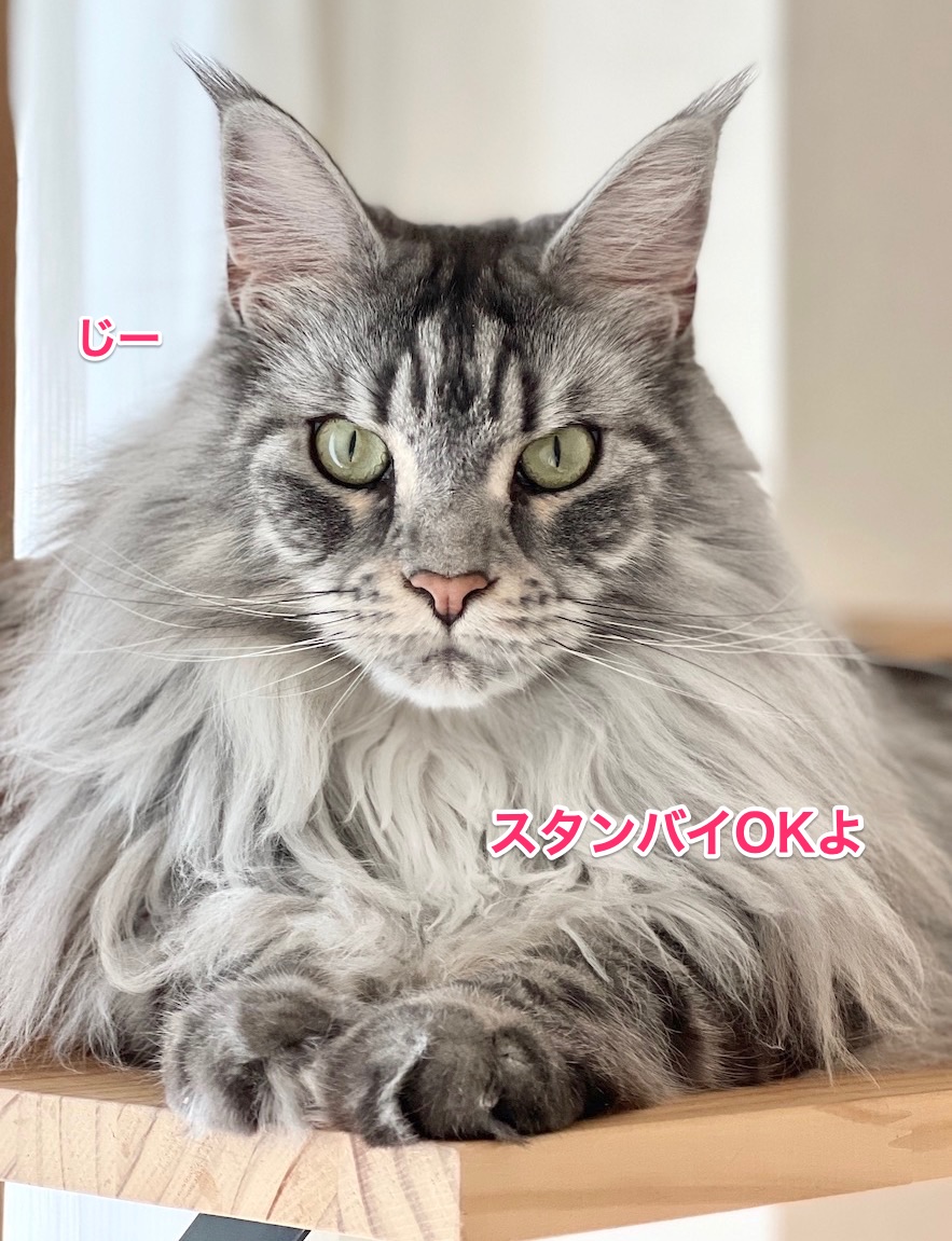 f:id:chikojirou:20220410220151j:plain