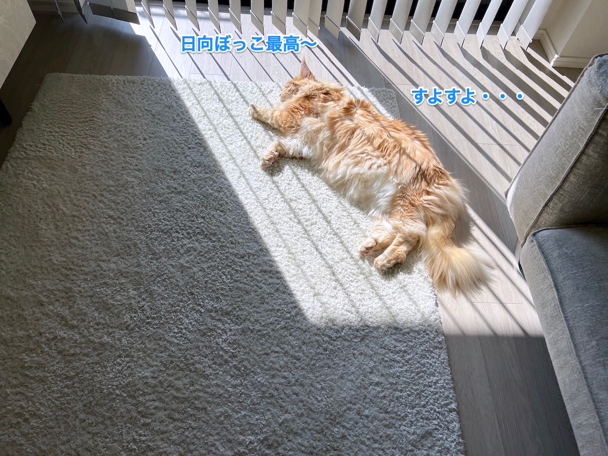 f:id:chikojirou:20220410220157j:plain
