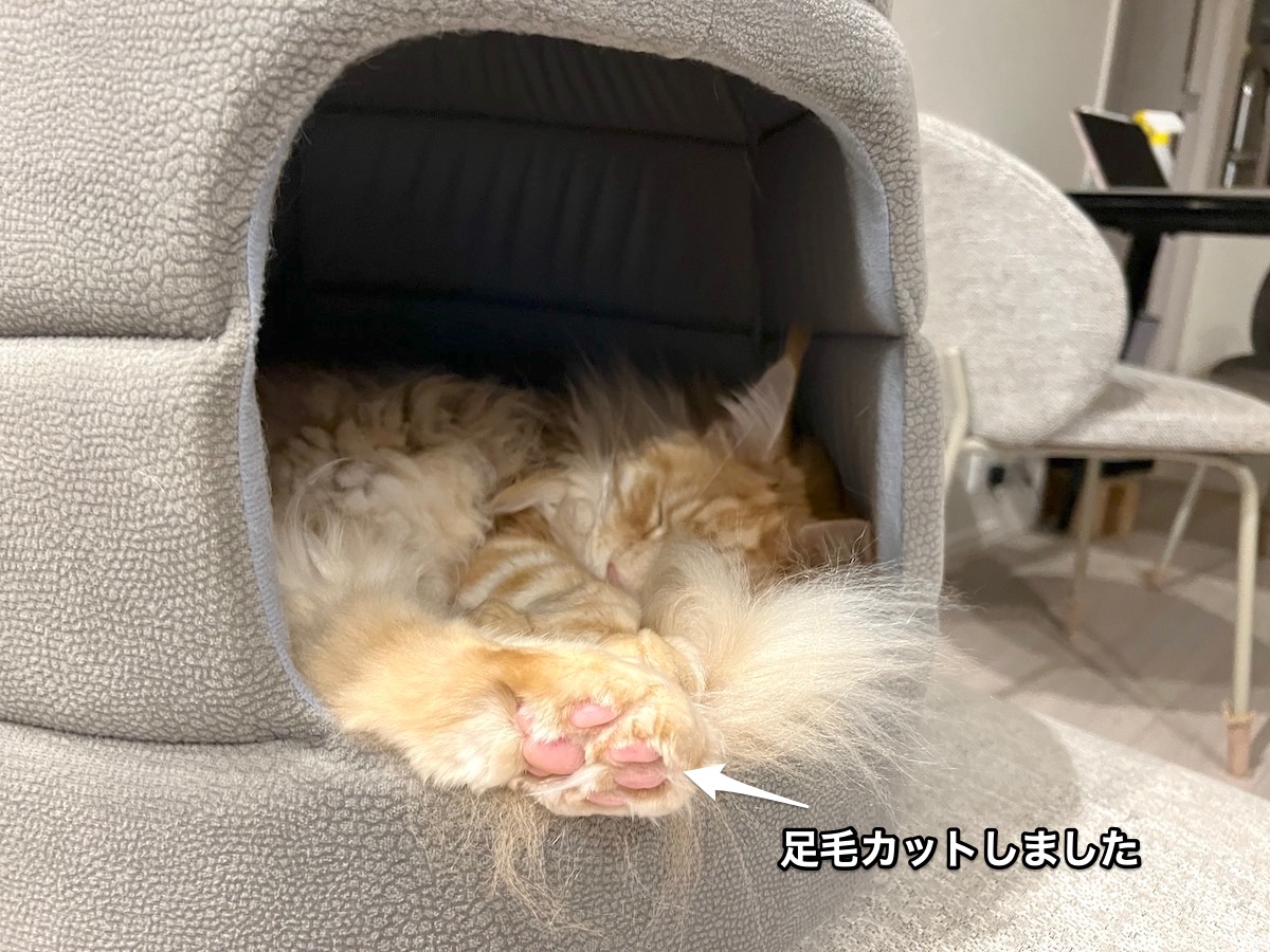 f:id:chikojirou:20220410220200j:plain