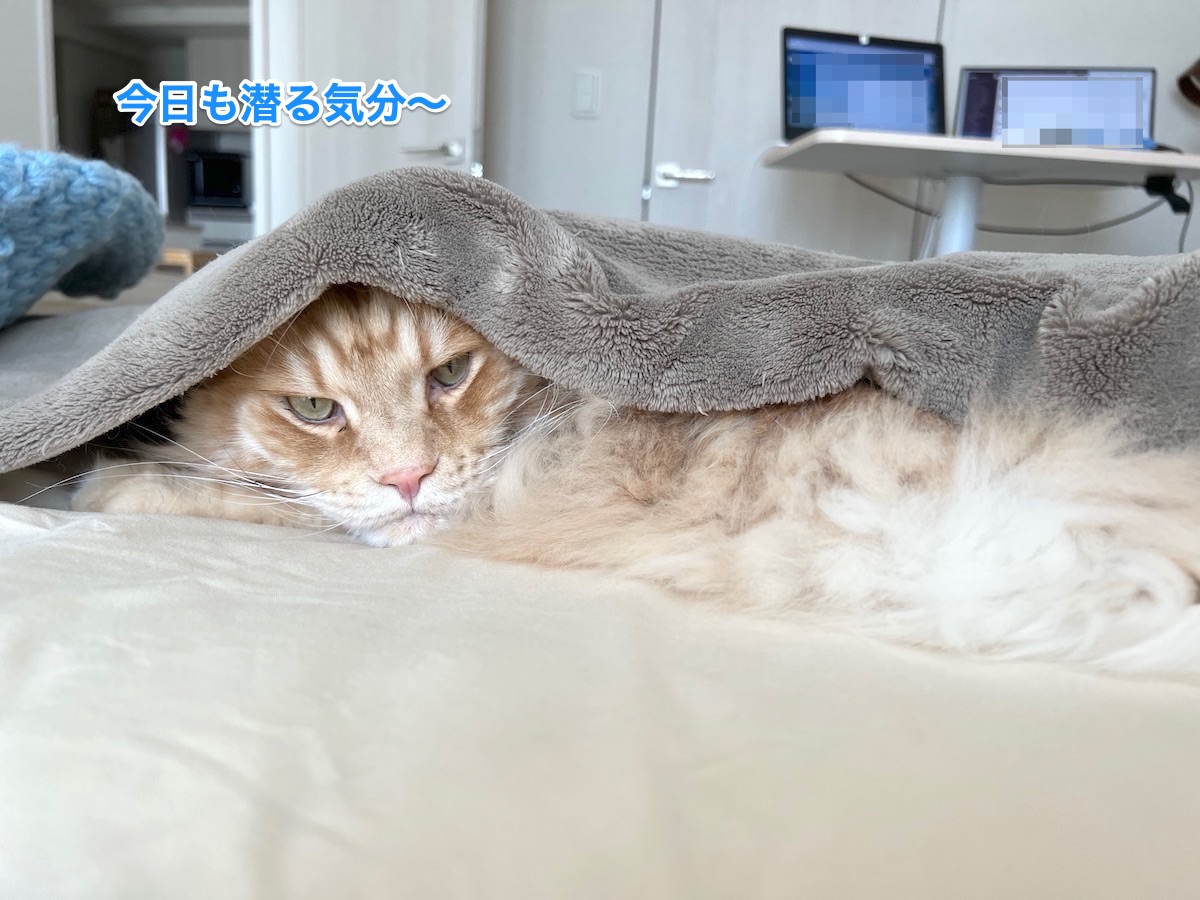 f:id:chikojirou:20220411220736j:plain