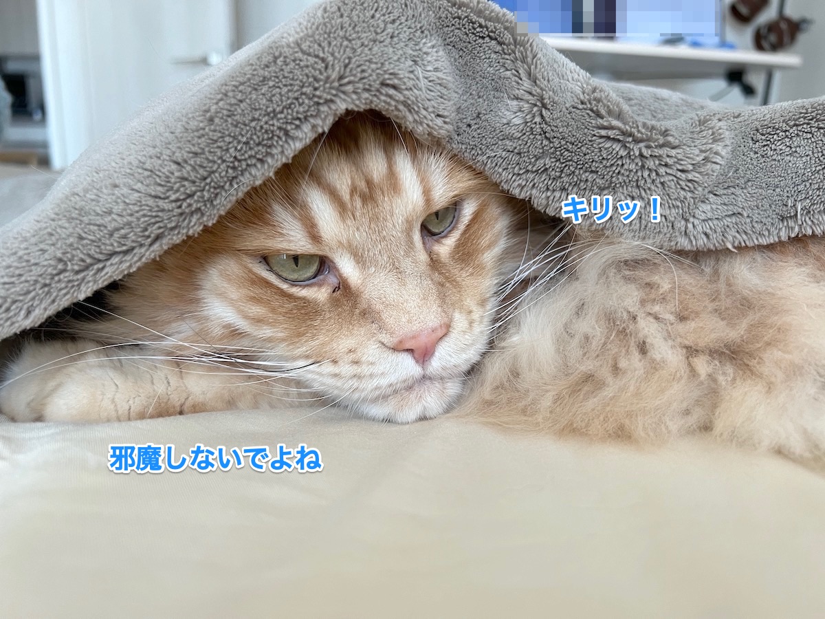 f:id:chikojirou:20220411220739j:plain