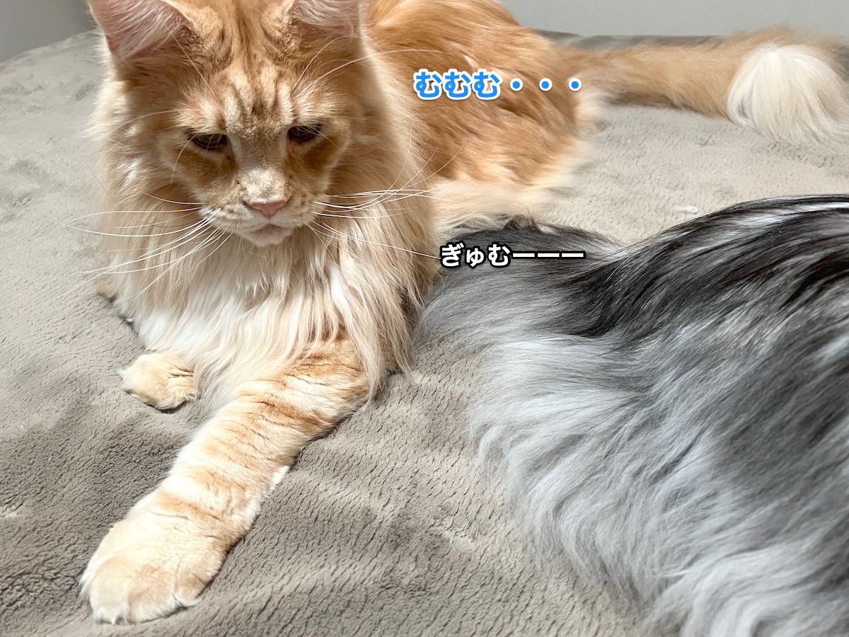 f:id:chikojirou:20220411220745j:plain