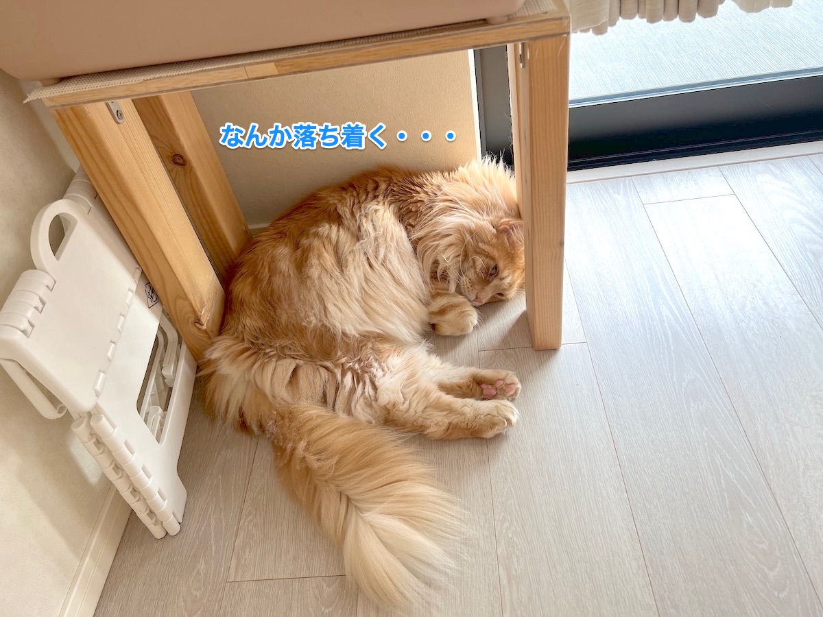 f:id:chikojirou:20220413222330j:plain