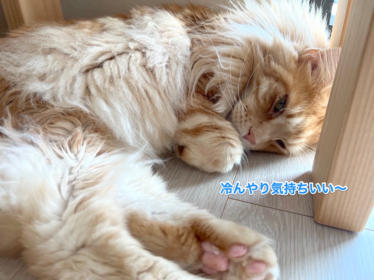 f:id:chikojirou:20220413222332j:plain