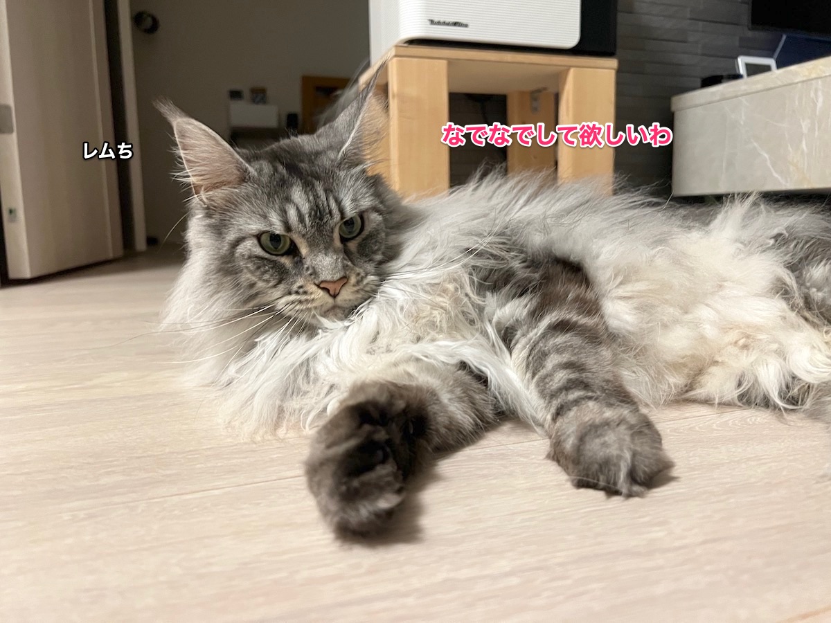 f:id:chikojirou:20220413222341j:plain
