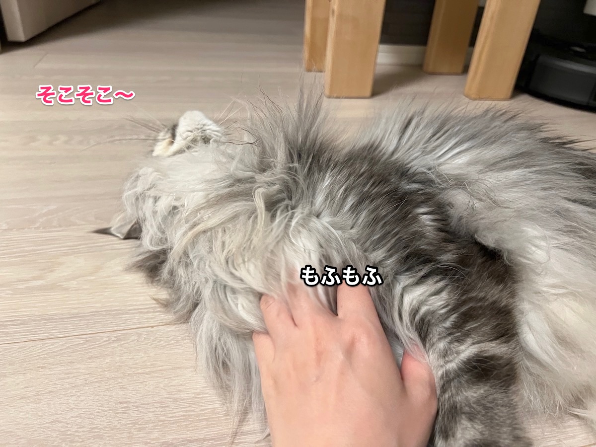 f:id:chikojirou:20220413222344j:plain