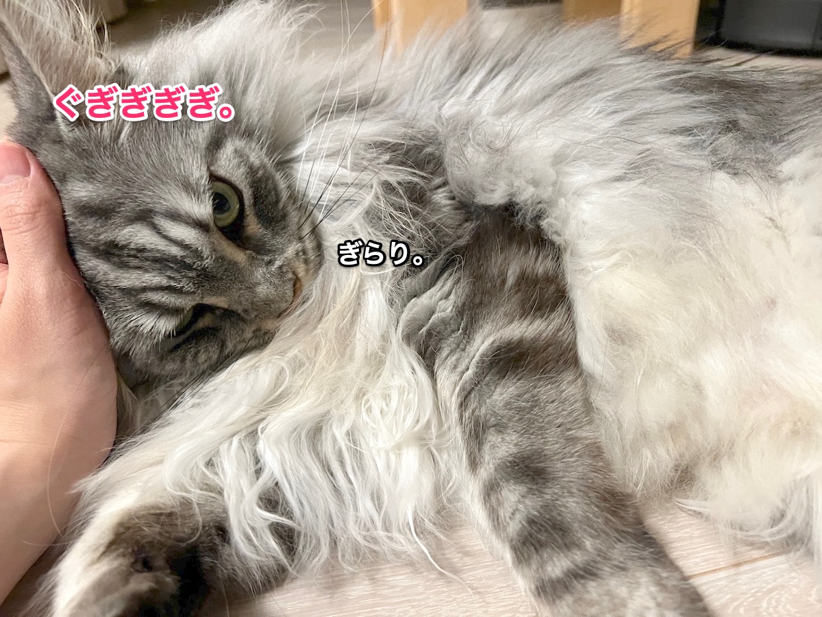 f:id:chikojirou:20220413222347j:plain
