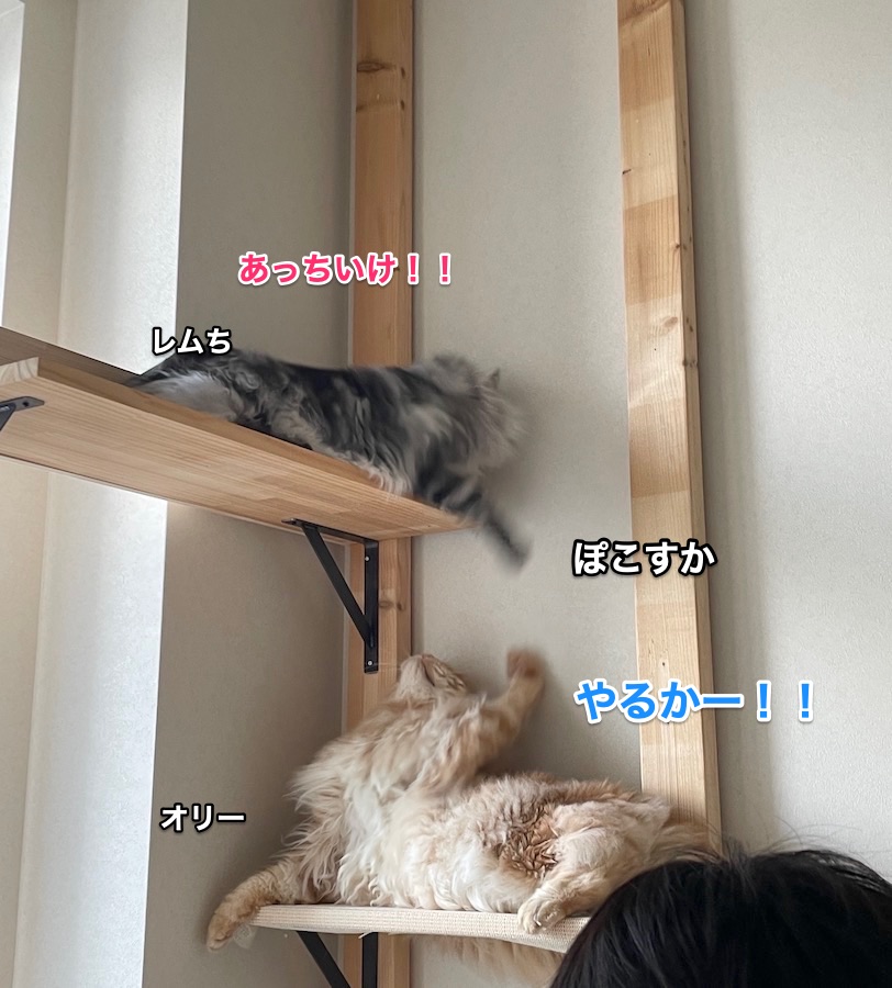 f:id:chikojirou:20220414221452j:plain