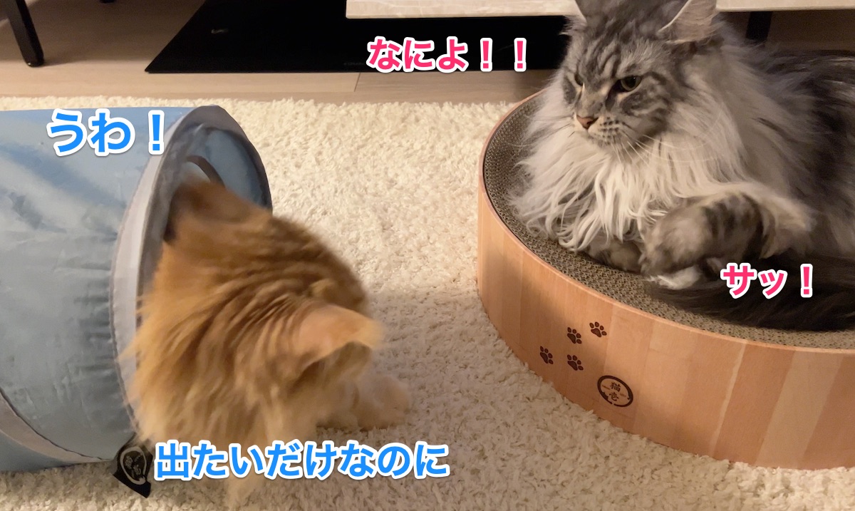 f:id:chikojirou:20220414221502j:plain