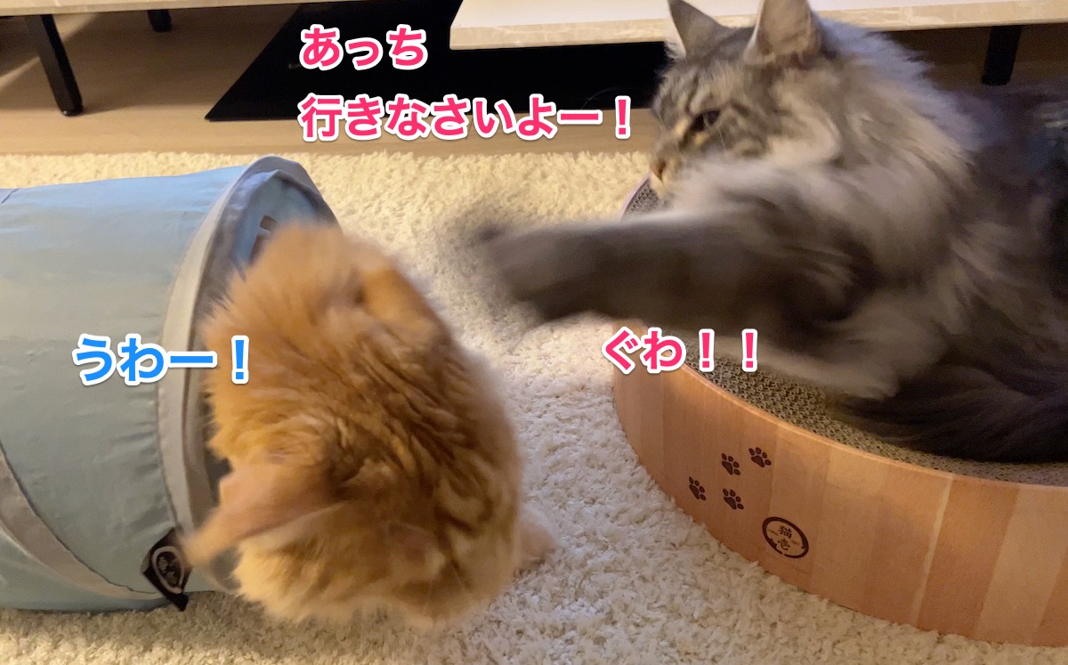 f:id:chikojirou:20220414221504j:plain