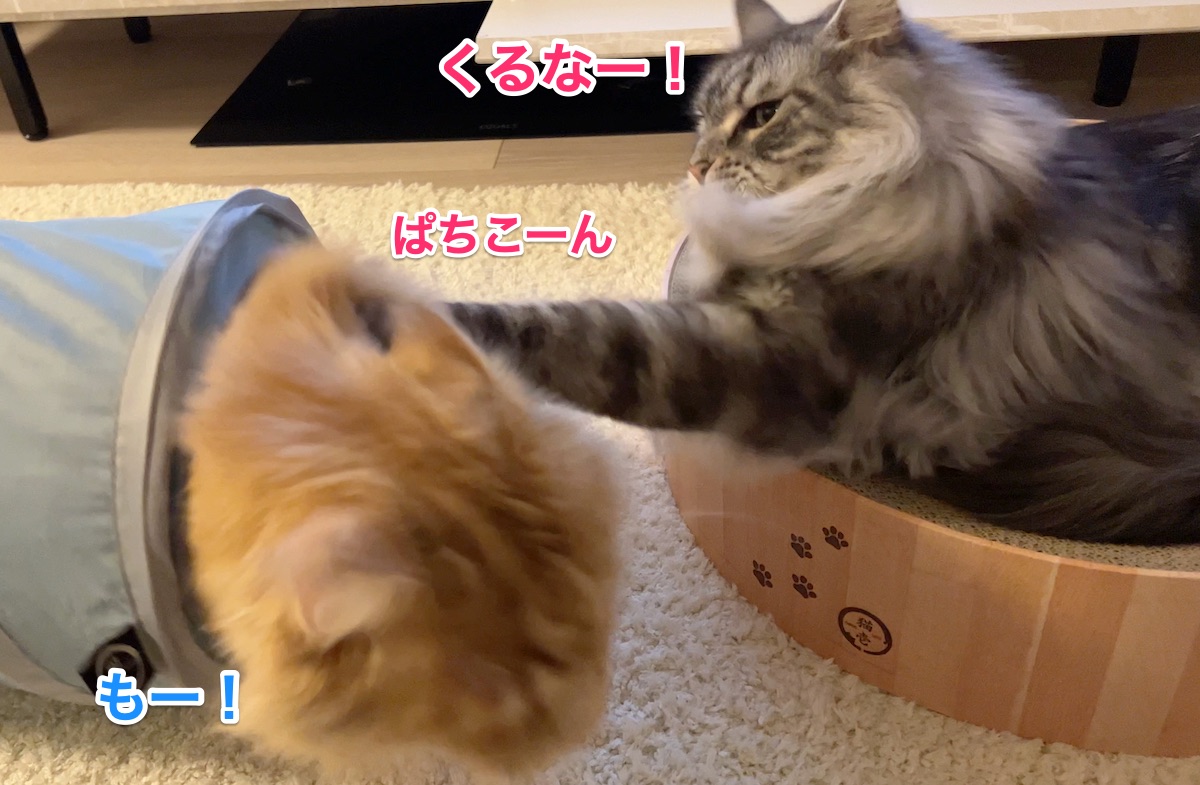 f:id:chikojirou:20220414221507j:plain
