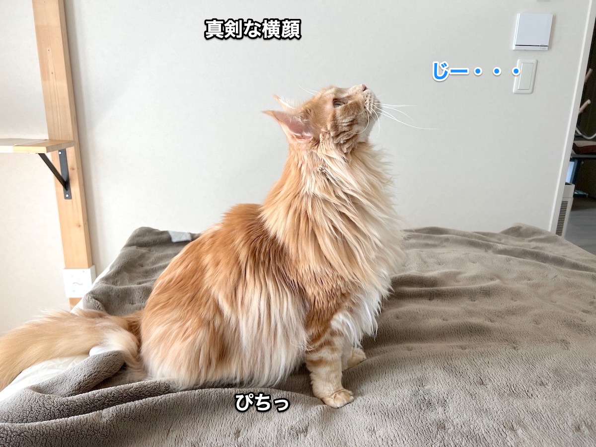 f:id:chikojirou:20220416214924j:plain