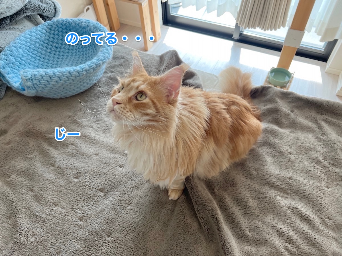 f:id:chikojirou:20220416214929j:plain