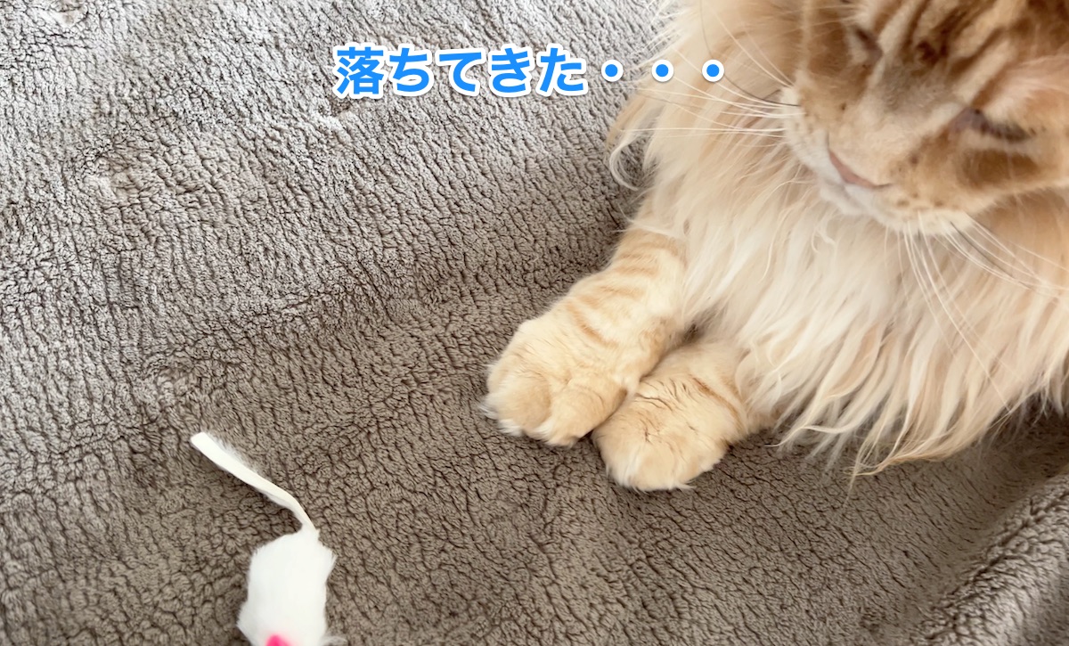 f:id:chikojirou:20220416214935j:plain