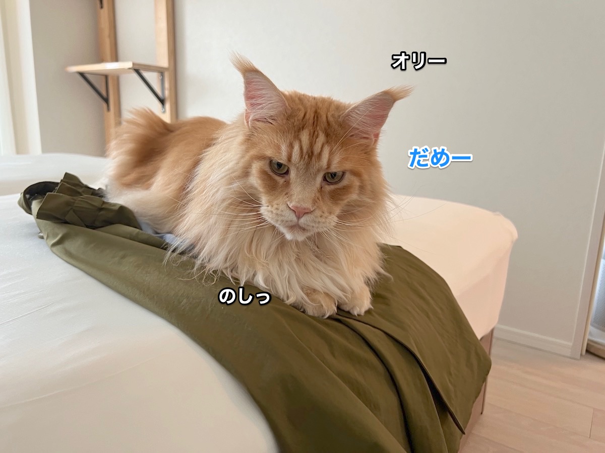 会社に行けない理由は猫です メインクーンのオリーとレムち