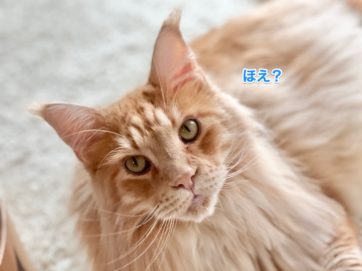 キリッとオリーと テレビ大好きレムち メインクーンのオリーとレムち