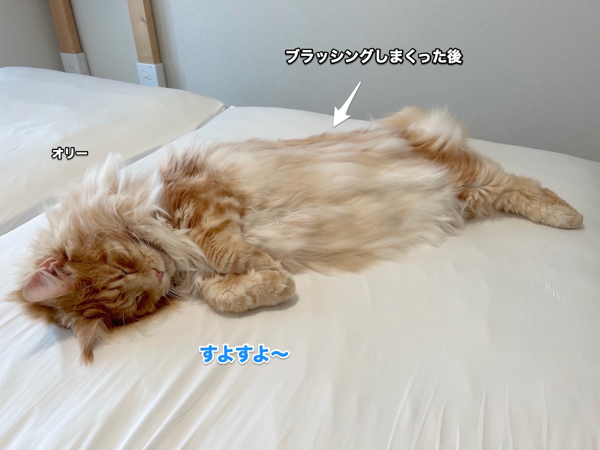 ツイスト猫はとっても細い メインクーンのオリーとレムち