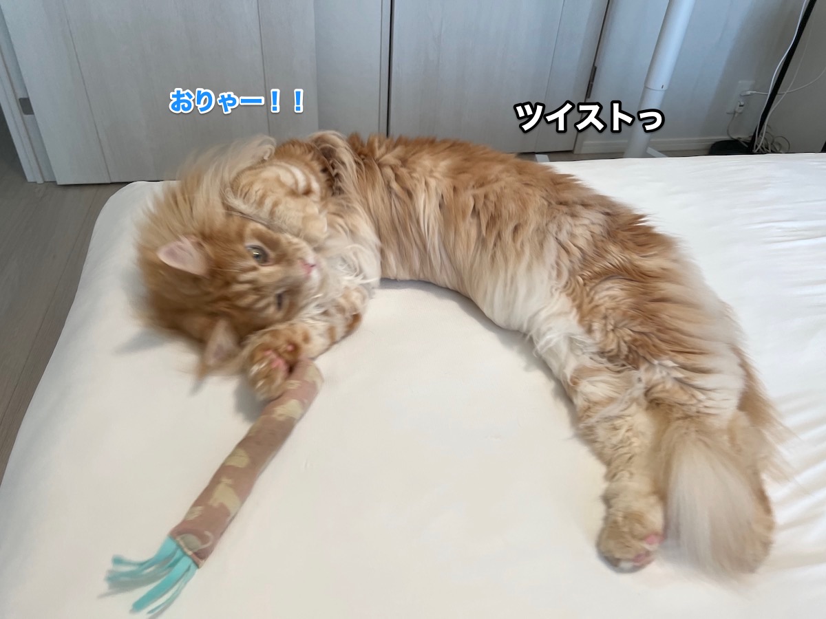 ツイスト猫はとっても細い メインクーンのオリーとレムち