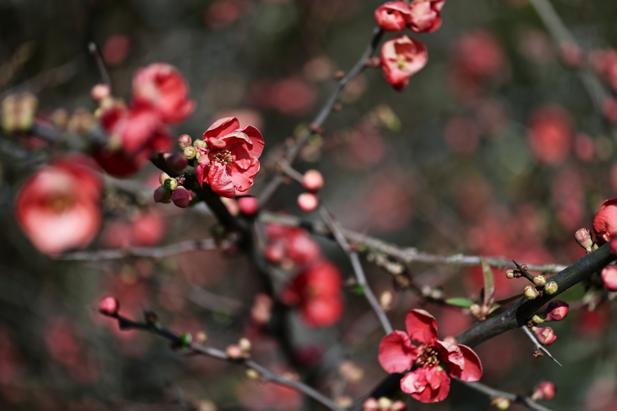 ボケの花