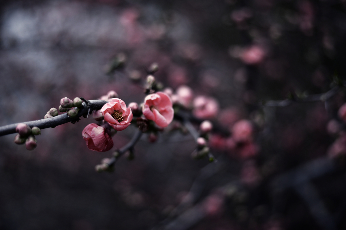f:id:chiku-revo:20201014212914j:plain f:id:chiku-revo:20201014212914j:plain