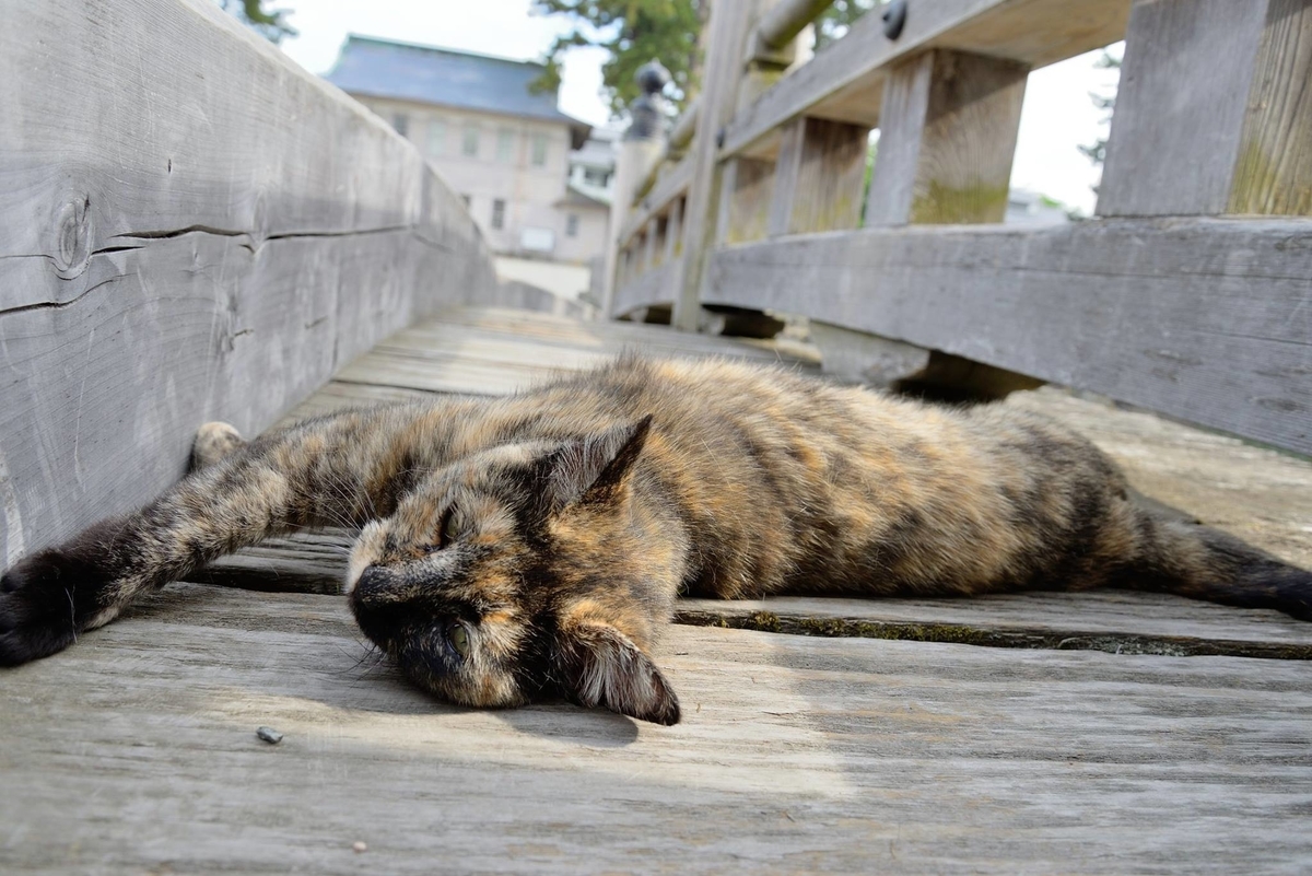 f:id:chiku-revo:20201027232327j:plain
