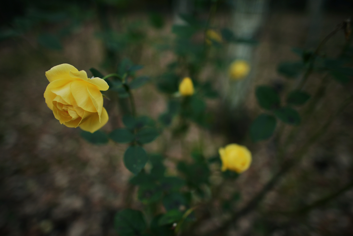 f:id:chiku-revo:20201029214918j:plain