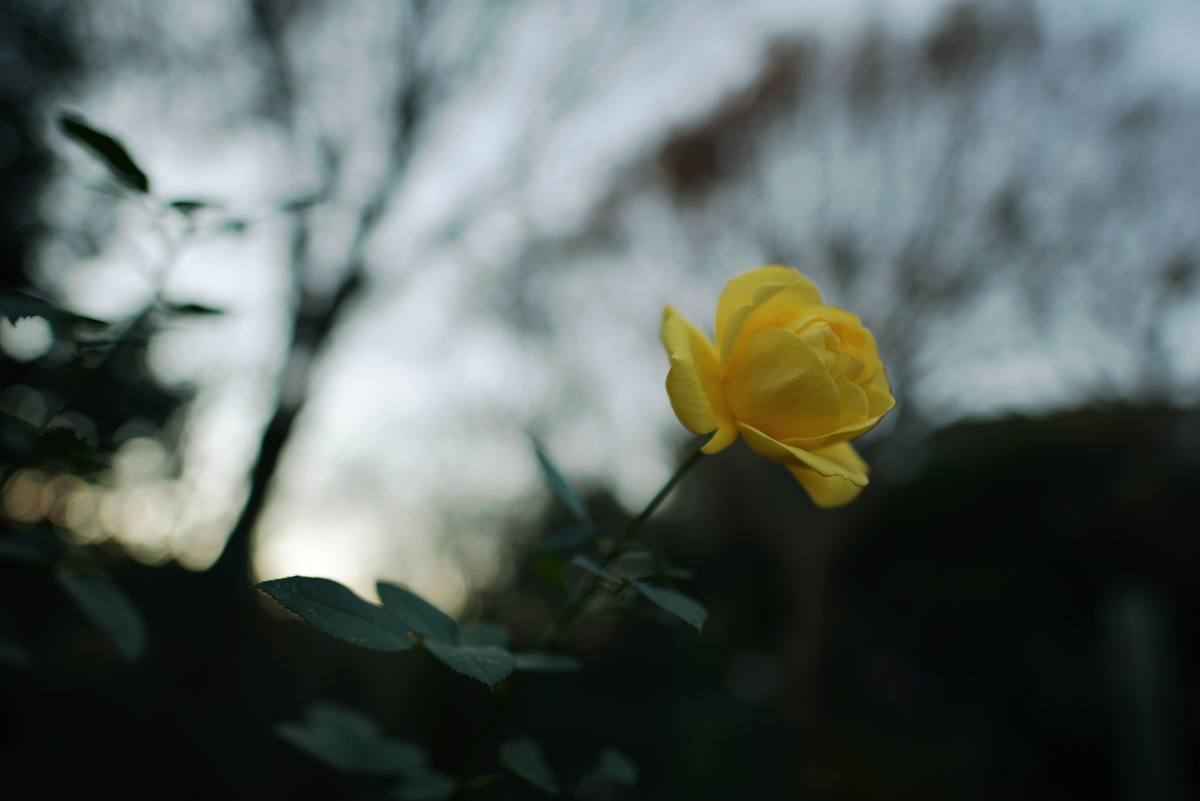f:id:chiku-revo:20201029215932j:plain