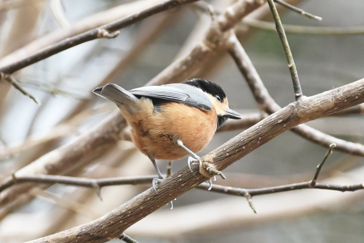 山吹色のお腹が可愛いヤマガラ Chikune S Blog