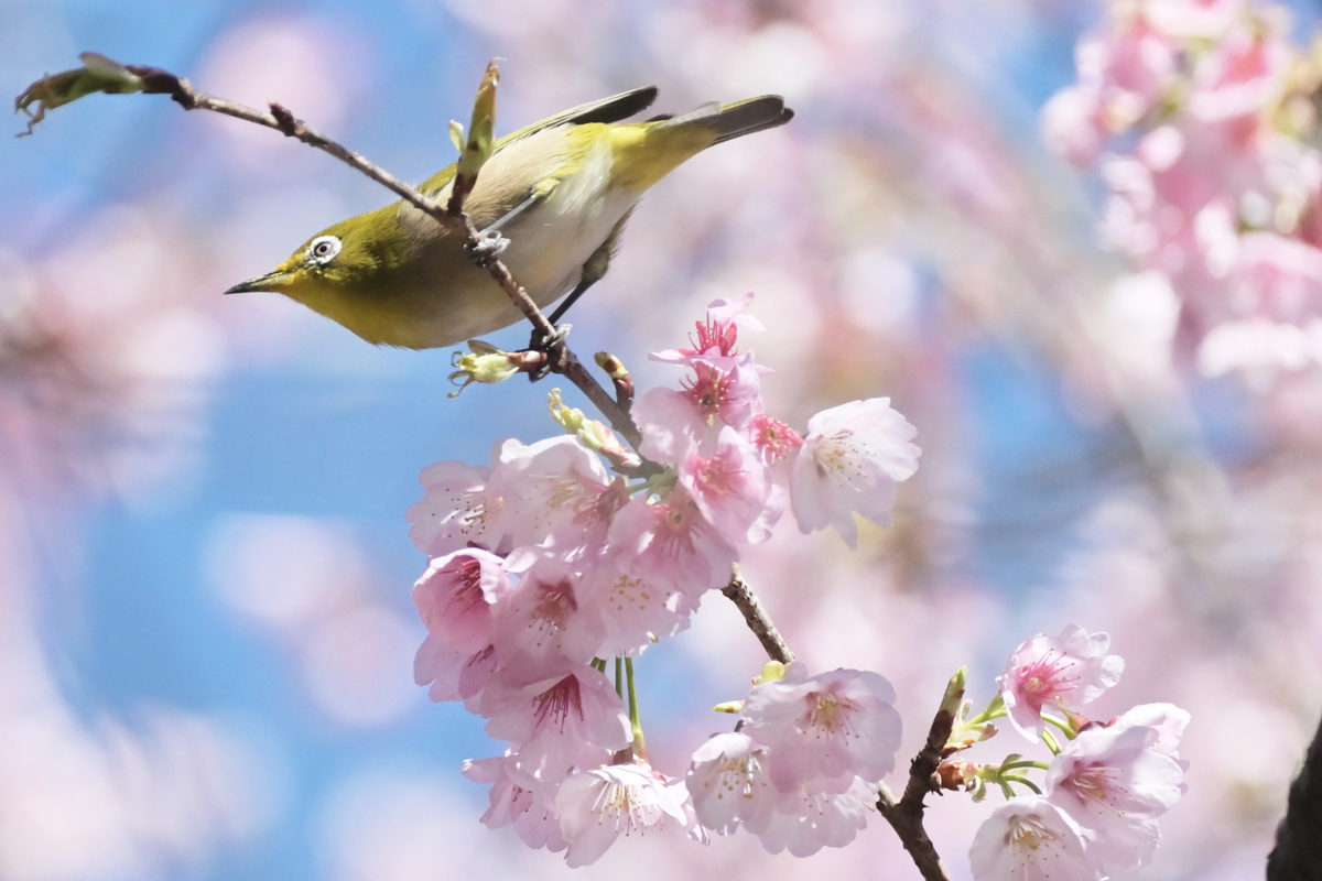 f:id:chiku-revo:20210314202030j:plain
