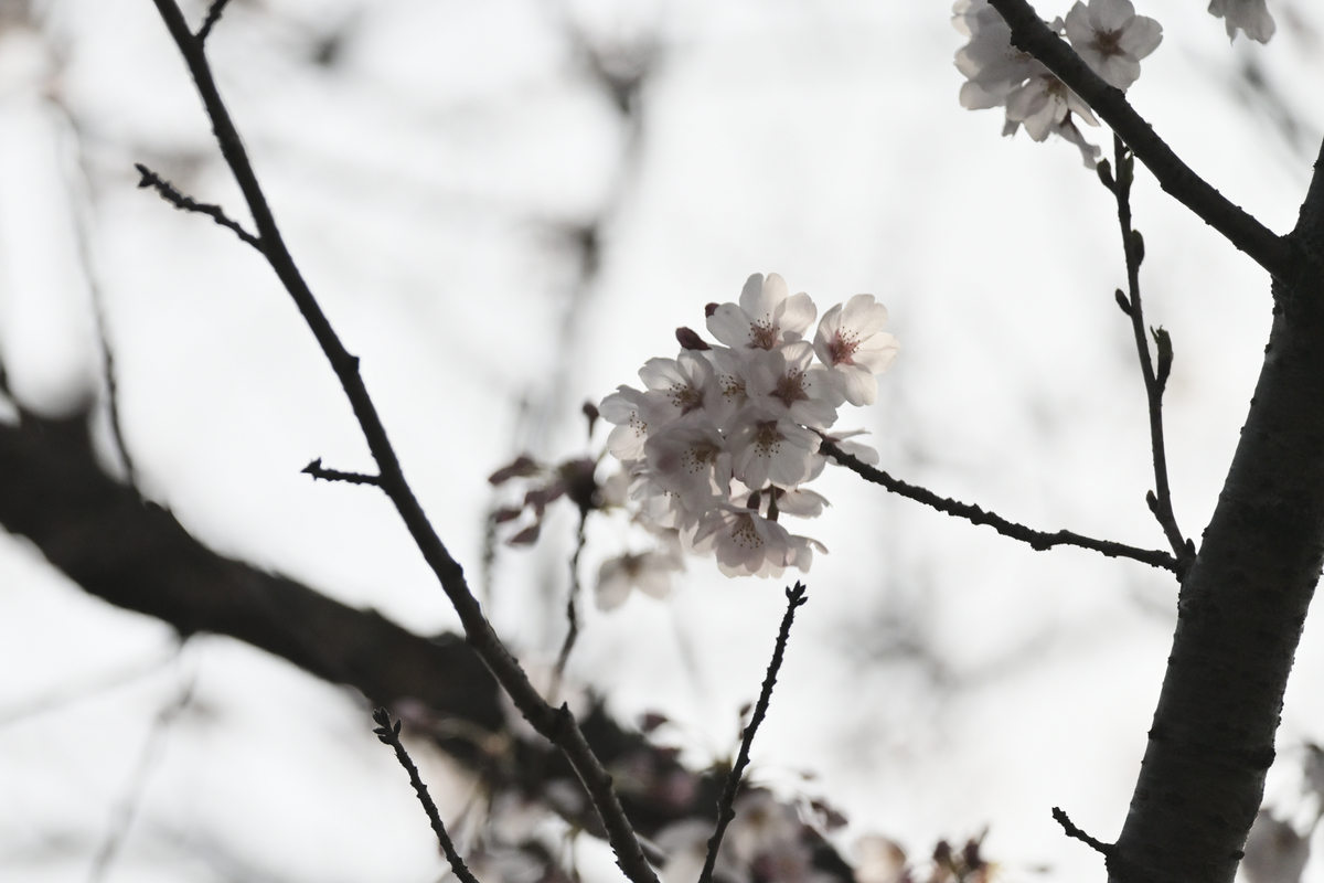 f:id:chiku-revo:20210328223005j:plain