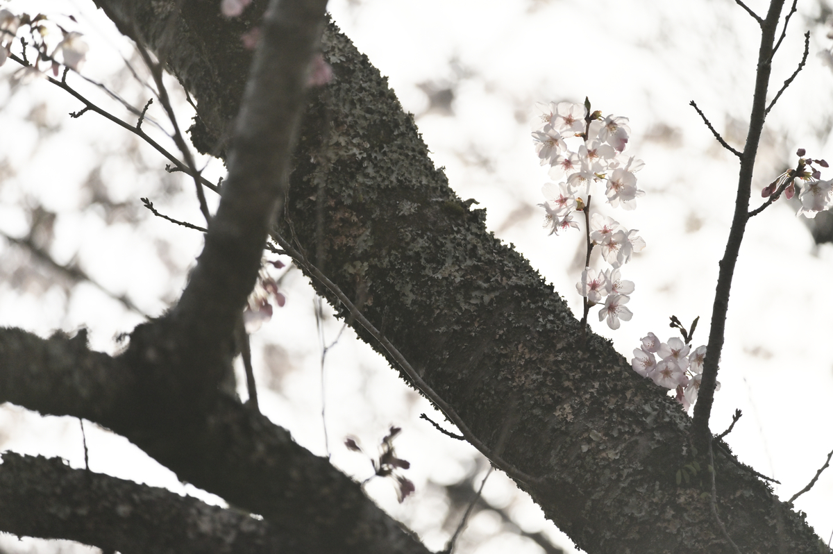 f:id:chiku-revo:20210328223209j:plain
