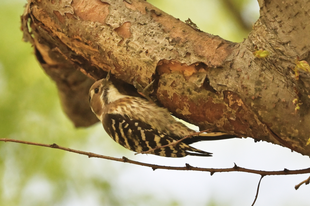 日本で最も小さいキツツキ コゲラ Chikune S Blog